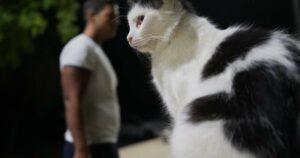 cyprus-faces-cat-population-surge-government-increases-funding