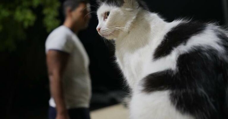 cyprus-faces-cat-population-surge-government-increases-funding