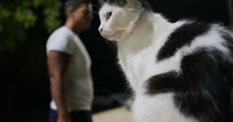 cyprus-faces-cat-population-surge-government-increases-funding