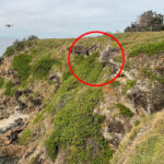 drones-tackle-destructive-bitou-bush-invasion-along-aussie-coast