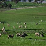 farmers-confidence-soars-to-18-month-high-amid-price-surge
