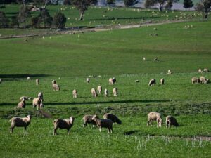 farmers-confidence-soars-to-18-month-high-amid-price-surge