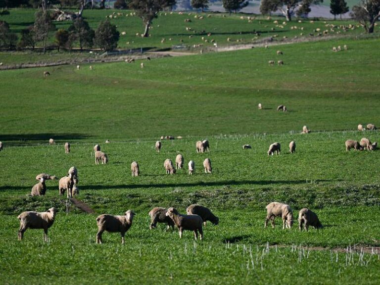 farmers-confidence-soars-to-18-month-high-amid-price-surge
