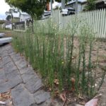 farmers-in-hawkesbury-fight-urgent-battle-against-fleabane-weeds