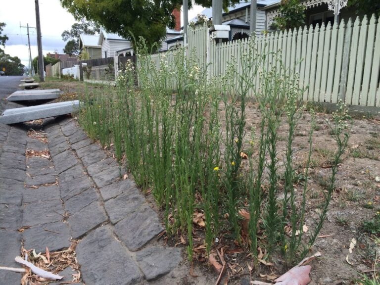 farmers-in-hawkesbury-fight-urgent-battle-against-fleabane-weeds