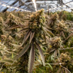 health-authorities-crack-down-on-unregulated-cannabis-prescribing