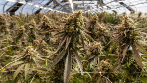 health-authorities-crack-down-on-unregulated-cannabis-prescribing