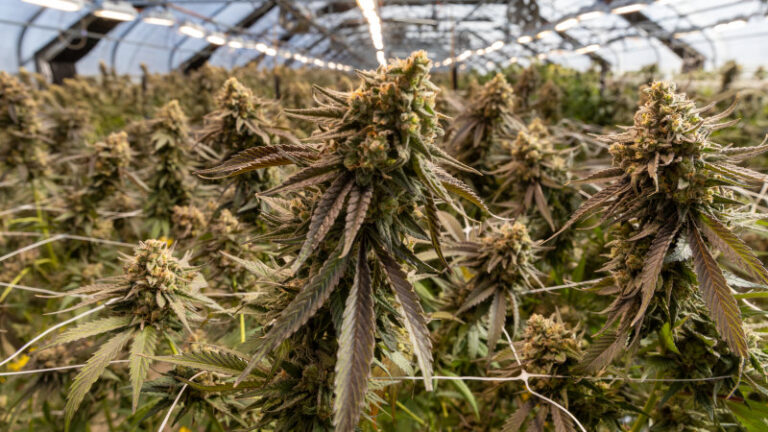 health-authorities-crack-down-on-unregulated-cannabis-prescribing