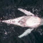 humpback-whale-found-dead-in-shark-net-off-nsw-coast