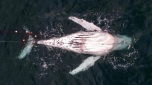 humpback-whale-found-dead-in-shark-net-off-nsw-coast