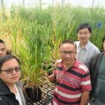 international-team-decodes-oat-pangenome-unlocking-genetic-insights