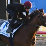 Melbourne Cup Runners Continue Preparations