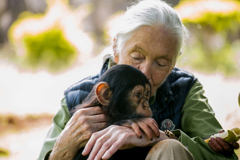 jane-goodall-renowned-chimpanzee-advocate-dies-at-91