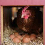 japan-faces-bird-flu-outbreak-at-hokkaido-egg-farm