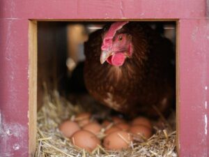 japan-faces-bird-flu-outbreak-at-hokkaido-egg-farm