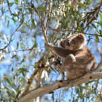 labor-s-decision-ignites-controversy-after-koala-study-reveals-truth
