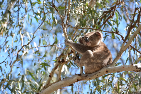 labor-s-decision-ignites-controversy-after-koala-study-reveals-truth