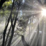 labor-s-new-environmental-laws-criticized-as-inadequate-for-crisis