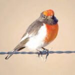 local-photographer-unveils-stunning-bird-exhibition-at-courthouse