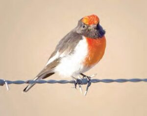 local-photographer-unveils-stunning-bird-exhibition-at-courthouse