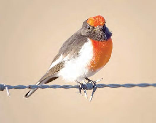 local-photographer-unveils-stunning-bird-exhibition-at-courthouse