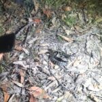 local-snake-chasers-shine-spotlight-on-rare-species-in-hawkesbury