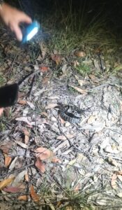 local-snake-chasers-shine-spotlight-on-rare-species-in-hawkesbury