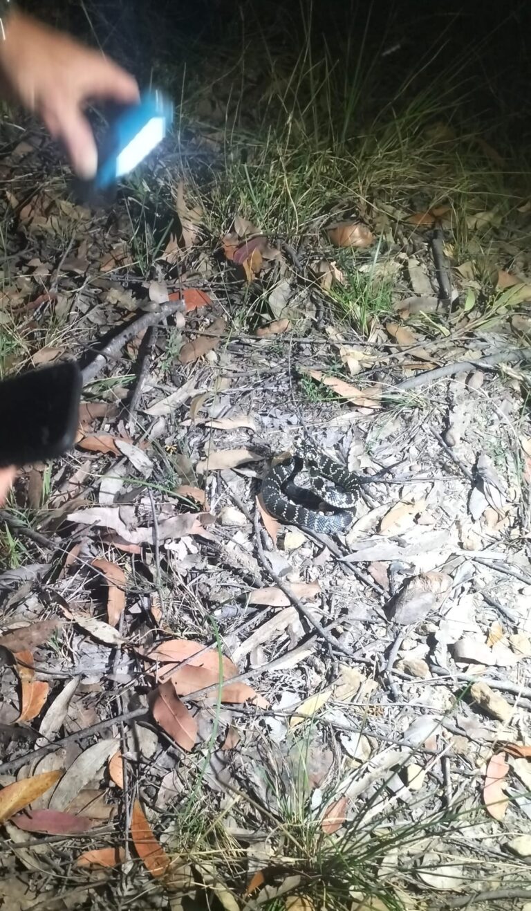 local-snake-chasers-shine-spotlight-on-rare-species-in-hawkesbury