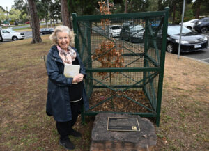 new-gallipoli-oak-planted-in-keilor-to-honor-wwi-heroes