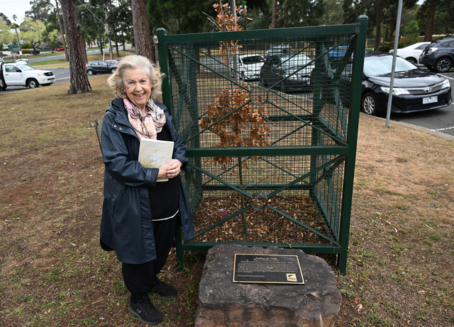 new-gallipoli-oak-planted-in-keilor-to-honor-wwi-heroes