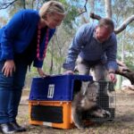 new-koala-poppy-joins-yanchep-park-joey-named-djilba