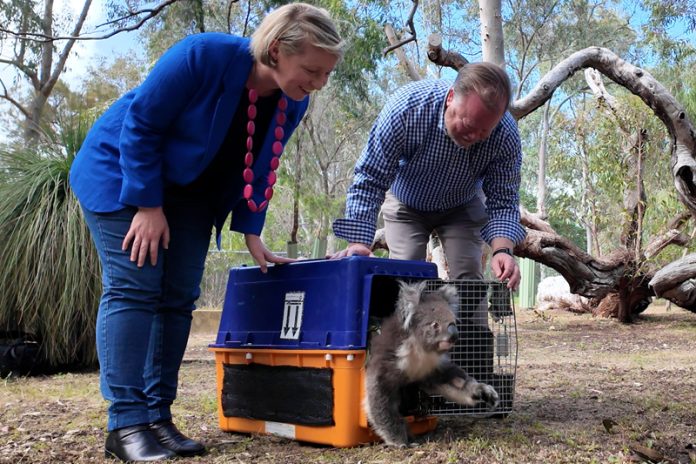 new-koala-poppy-joins-yanchep-park-joey-named-djilba