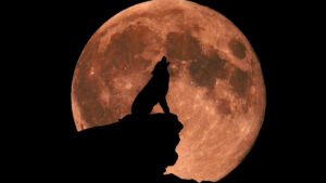 new-research-explores-full-moon-s-impact-on-sleep-patterns