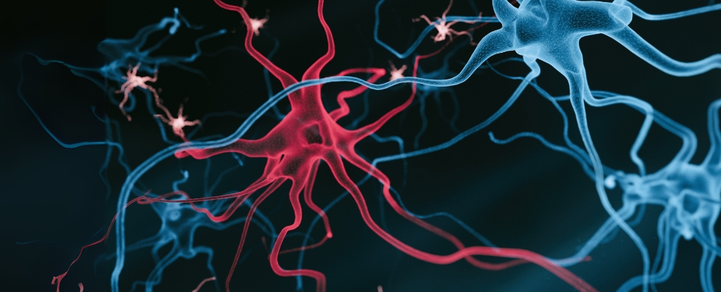 new-research-reveals-fat-buildup-in-brain-cells-as-alzheimer-s-target