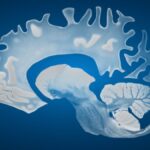 new-study-reveals-male-brains-shrink-faster-than-female-brains