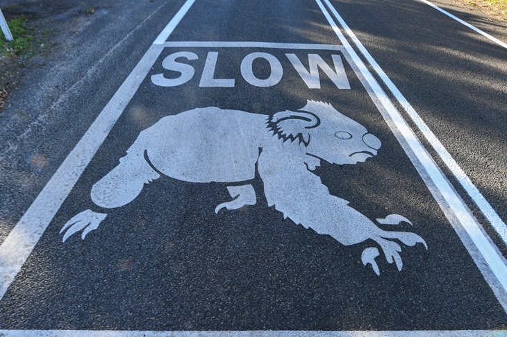 Koala traffic warning signs in Port Stephens, NSW, Australia