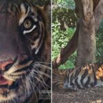 perth-zoo-bids-farewell-to-beloved-sumatran-tiger-jaya