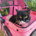 pets-invited-to-church-blessing-this-sunday-in-allora