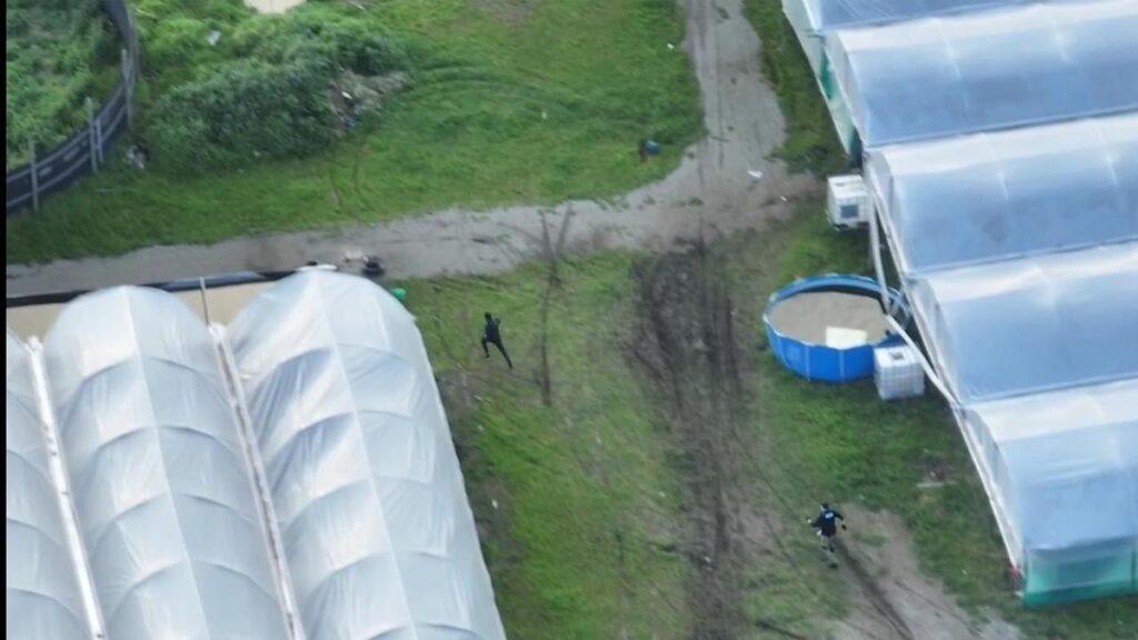 police-seize-15m-cannabis-crop-in-melbourne-eight-arrested