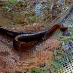 rare-black-mudfish-rediscovered-in-new-zealand-renewing-hope