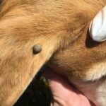 research-highlights-critical-areas-for-tick-checks-on-pets