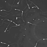 researchers-investigate-environmental-impact-on-male-fertility