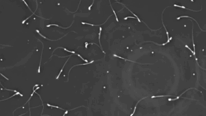 researchers-investigate-environmental-impact-on-male-fertility