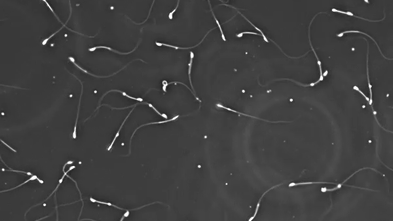 researchers-investigate-environmental-impact-on-male-fertility