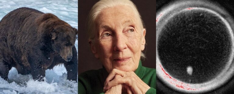 science-highlights-remembering-jane-goodall-and-fertility-advances