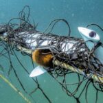 shark-net-strategy-under-fire-amid-rising-drowning-deaths