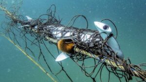 shark-net-strategy-under-fire-amid-rising-drowning-deaths
