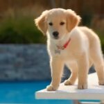 sora-to-launch-pet-cameos-and-editing-tools-in-days
