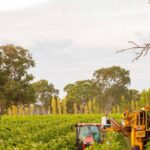 south-australia-s-wine-regions-shine-with-record-property-value-growth