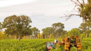 south-australia-s-wine-regions-shine-with-record-property-value-growth